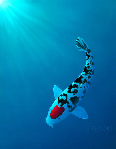 Tancho Sanshoku Koi Art Giclee Canvas Print or Metal Print