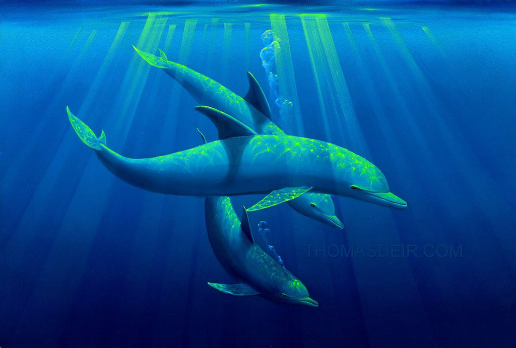 Trio Dolphins