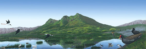 Kaelepupu Wetland 20x60 GW
