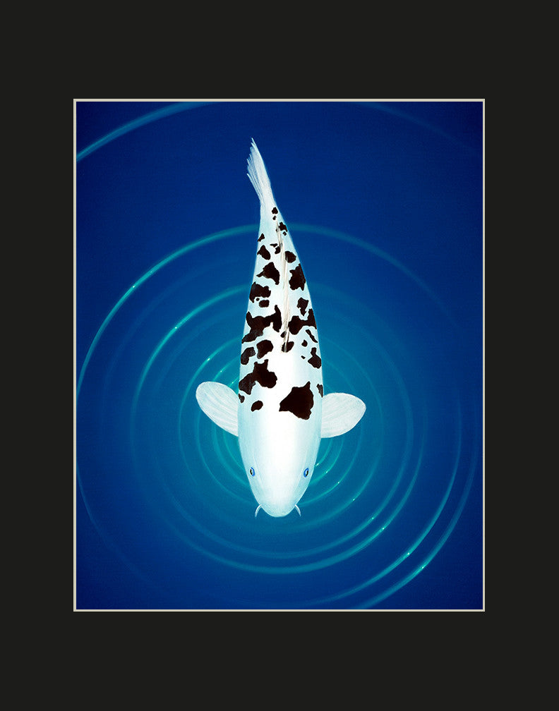 Shiro Bekko Koi Matted Print by Hawaii Artist T. Deir